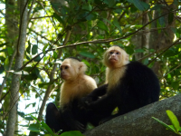        manglar isla mangrove kayak capuchin monkeys 
  - Costa Rica