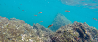        cortez rainbow wrasse school tortuga 
  - Costa Rica
