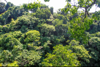        Surrounding Forest Of Sun Trail Canopy Location
  - Costa Rica