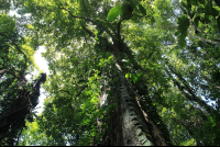        kekoldi reserve attraction trees 
  - Costa Rica