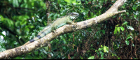        tortuguero national park attraction green iguana 
  - Costa Rica