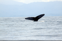        ballena national marine park tail 
  - Costa Rica