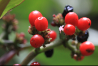        childrens eternal rainforest san gerardo berries 
  - Costa Rica