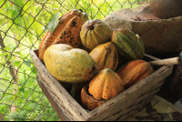        villa vanilla farm cacao pods 
  - Costa Rica