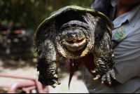        Serpentarium Snapping Turtle
  - Costa Rica