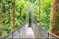        Suspension Bridge Hanging Bridges Mistico Park
  - Costa Rica