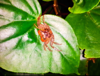        Crab On A Leaf Las Caletas Night Hike
  - Costa Rica