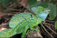        tortuguero in pictures emerald basilisk 
  - Costa Rica