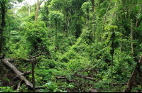        carara national park hole in the canopy 
  - Costa Rica