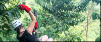       jungle adventure canopy 
  - Costa Rica
