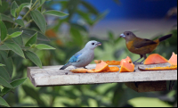        Hotel Gavilan Feeding the Birds
  - Costa Rica