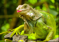        green iguana sticking its toungue out at gringo curts restaurant 
  - Costa Rica