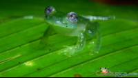        dusty glass frog.png
  - Costa Rica