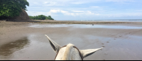        Horse Ears On Ario Beach
  - Costa Rica