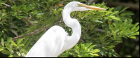        great egret standing 
  - Costa Rica