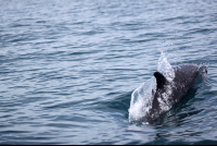        dominical surf dive snorkel dolphin 
  - Costa Rica