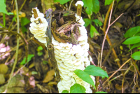        Mushroom
  - Costa Rica