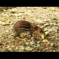        osa animal sanctuary tour page paca 
  - Costa Rica