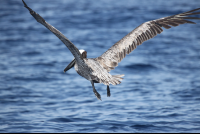        pelican lifting off water 
  - Costa Rica