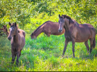        Horses Running Wild At Rancho Tropical
  - Costa Rica