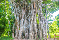        Cabuya Strangler Fig Tree Trunk View
  - Costa Rica