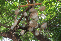       Oyster Shell Decoration El Lagarto
  - Costa Rica