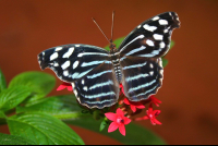        Banded Purple Wing Butterfly On Flowers La Paz
  - Costa Rica