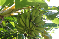        banana plant hotel nautilus santa teresa 
  - Costa Rica