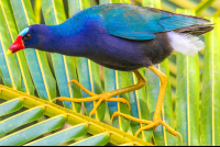        Purple Gallinule On Sierpe Mangler
  - Costa Rica