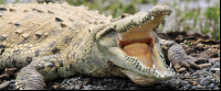        crocodile safari tour american croc 
  - Costa Rica