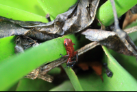        evergreen lodge blue jean poison dart frog 
  - Costa Rica