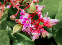        Starfruit Flowers Finca Kobo Chocolate Tour
  - Costa Rica