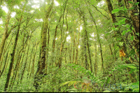        Forest Santa Elena Reserve
  - Costa Rica