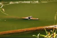        gandoca manzanillo wildlife refuge caiman 
  - Costa Rica