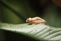        turtle beach lodge tree frog 
  - Costa Rica