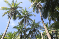        Palm Trees
  - Costa Rica