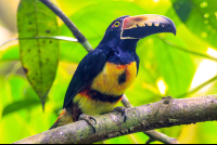       Pachira Lodge Collared Aracari Tortuguero
  - Costa Rica
