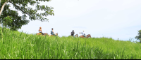        Three Tourist At A Mountain Ridge Horseback Riding
  - Costa Rica