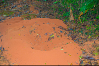        Leaf Cutter Ant Home In Los Patos Trail
  - Costa Rica
