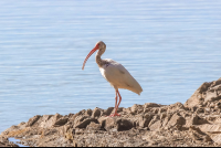        Ibis On Lajas Rivermouth
  - Costa Rica