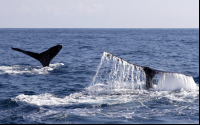        whale tails above sea 
  - Costa Rica