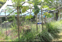        herb garden aquaponics tierrayfuego 
  - Costa Rica