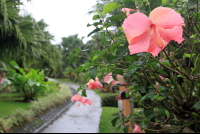        hotel lavas tacotal pathways 
  - Costa Rica
