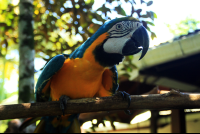        magellan inn blue macaw 
  - Costa Rica