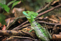        tortuguero national park attraction emerald basilisk  
  - Costa Rica