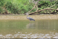        Gray Bird In The Tarcoles River
  - Costa Rica