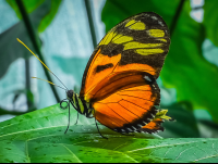        Heliconius Ismenius Tiger Vertical View Las Palmas Butterfly Garden
  - Costa Rica