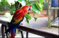        nauyaca waterfalls macaw 
  - Costa Rica
