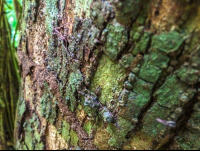        Tree Bark Cabo Blanco Reserve
  - Costa Rica
