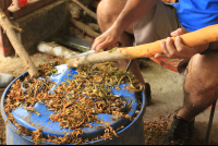        villa vanilla farm harvesting cinnamon 
  - Costa Rica